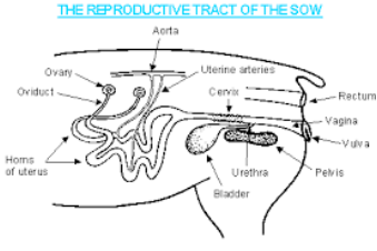 digestive system of swine and its functions